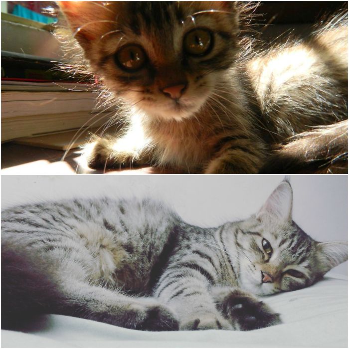 Share Then And Now Pictures Of Your Cat Growing Up