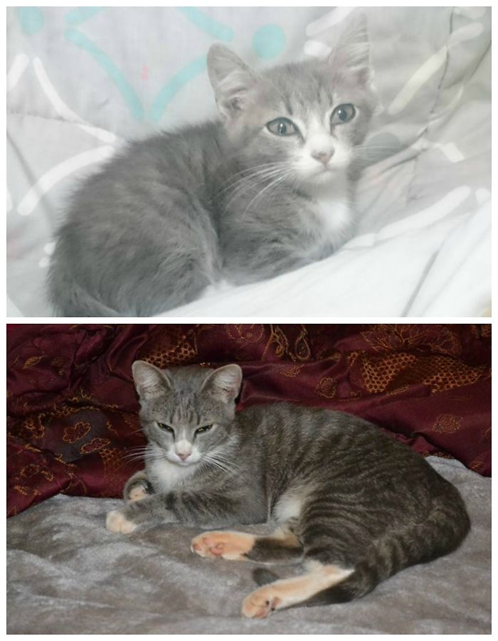 Share Then And Now Pictures Of Your Cat Growing Up
