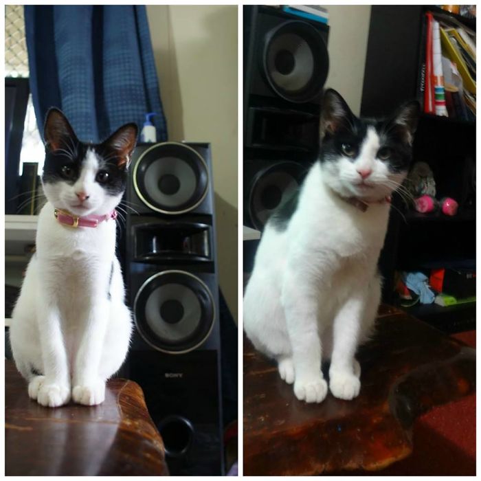 Share Then And Now Pictures Of Your Cat Growing Up