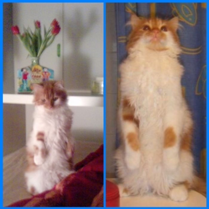 Share Then And Now Pictures Of Your Cat Growing Up