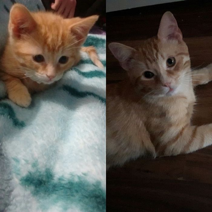 Share Then And Now Pictures Of Your Cat Growing Up