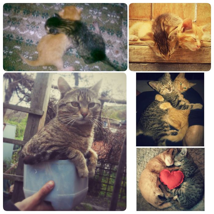 Share Then And Now Pictures Of Your Cat Growing Up