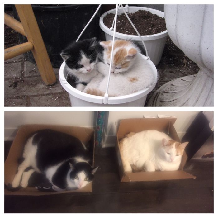 Share Then And Now Pictures Of Your Cat Growing Up