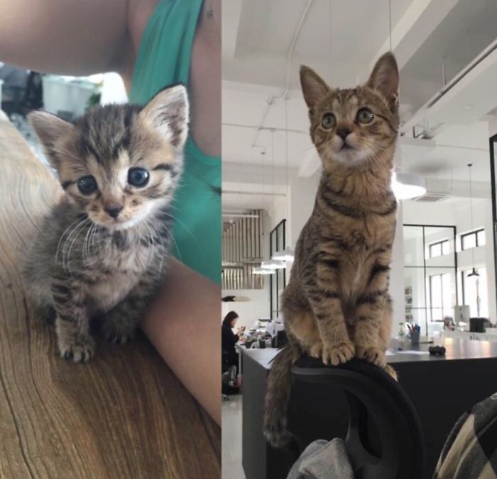 Share Then And Now Pictures Of Your Cat Growing Up
