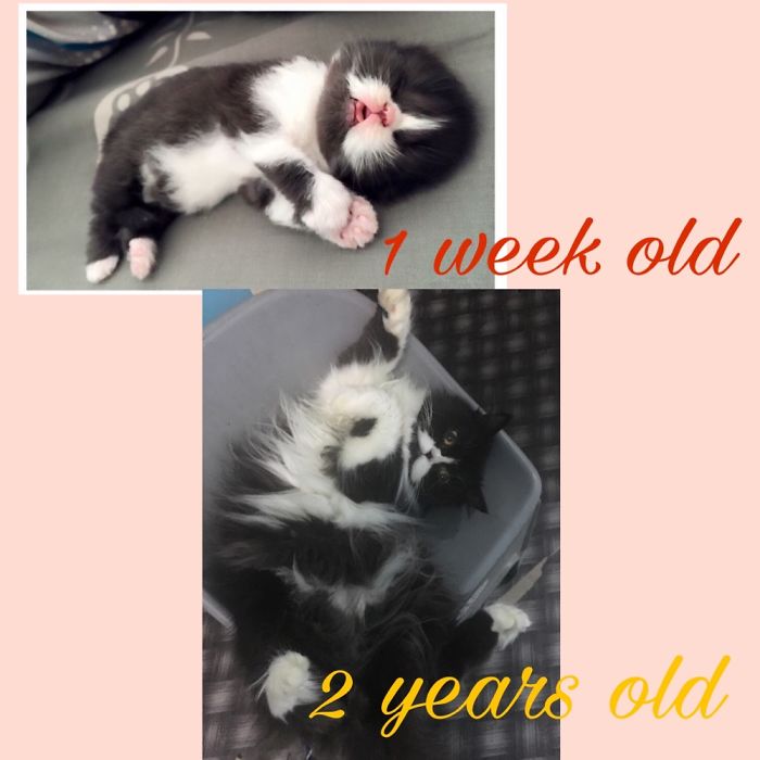 Share Then And Now Pictures Of Your Cat Growing Up