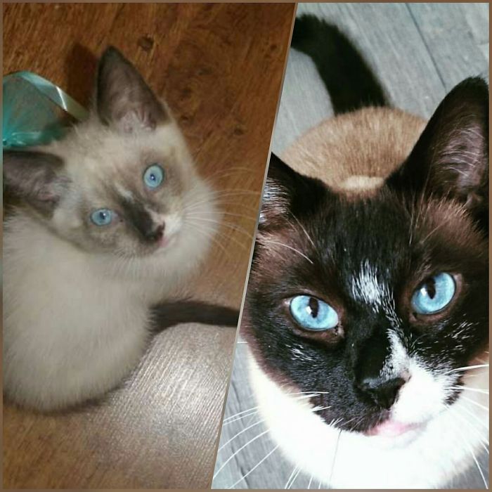 Share Then And Now Pictures Of Your Cat Growing Up