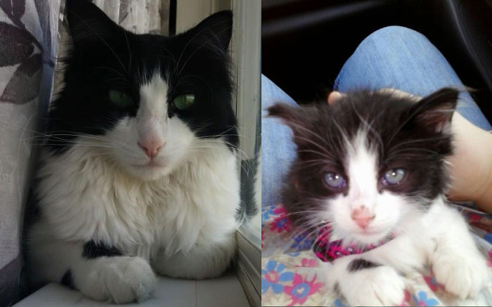 Share Then And Now Pictures Of Your Cat Growing Up