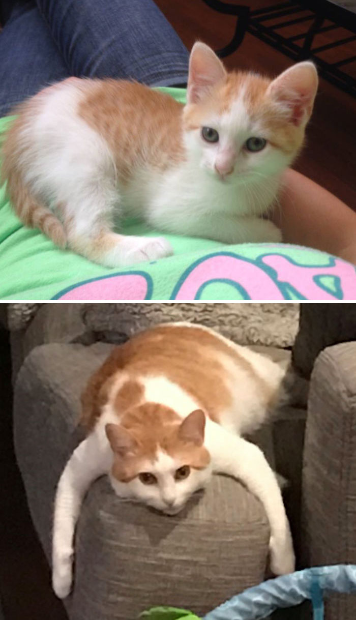 Share Then And Now Pictures Of Your Cat Growing Up