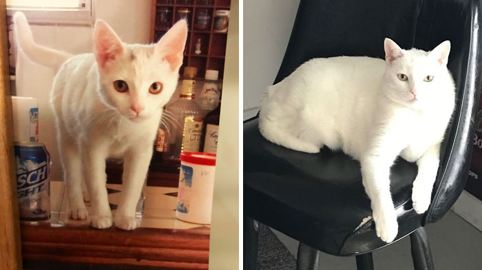 Share Then And Now Pictures Of Your Cat Growing Up