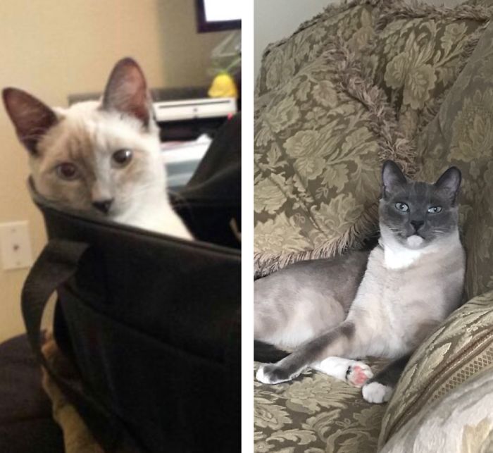 Share Then And Now Pictures Of Your Cat Growing Up