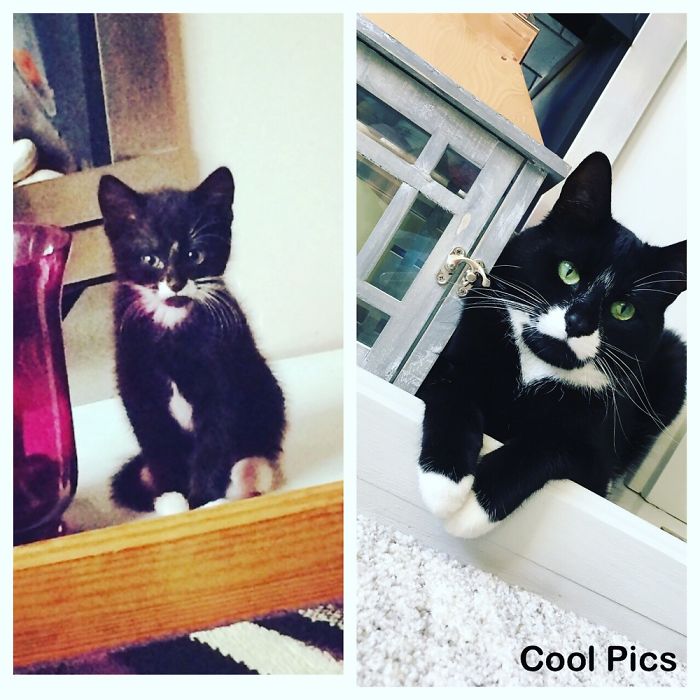 Share Then And Now Pictures Of Your Cat Growing Up