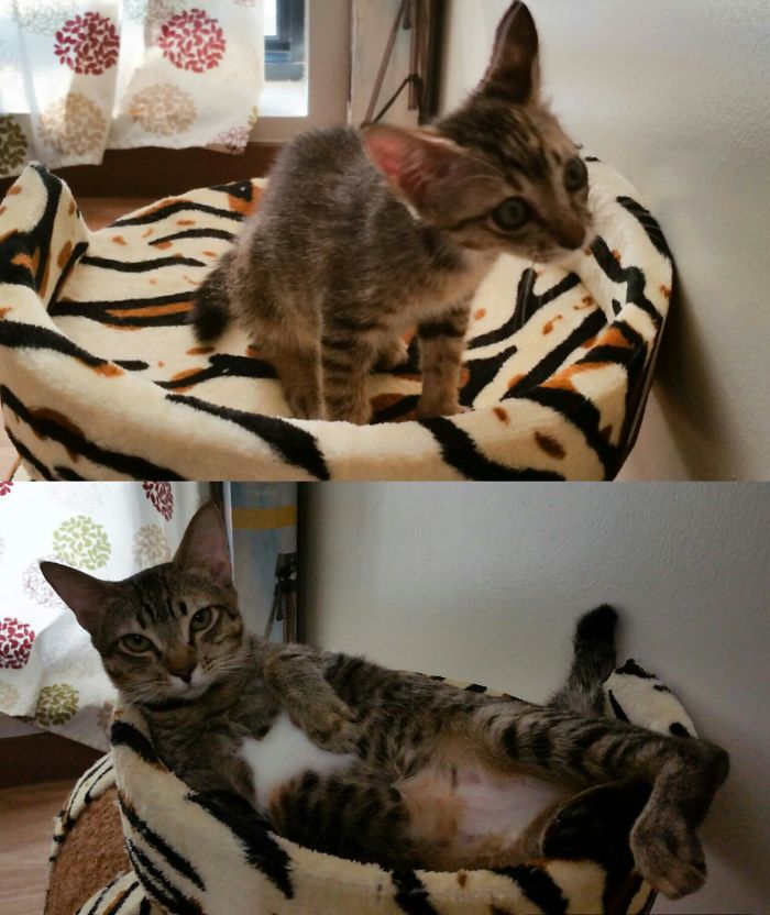 Share Then And Now Pictures Of Your Cat Growing Up