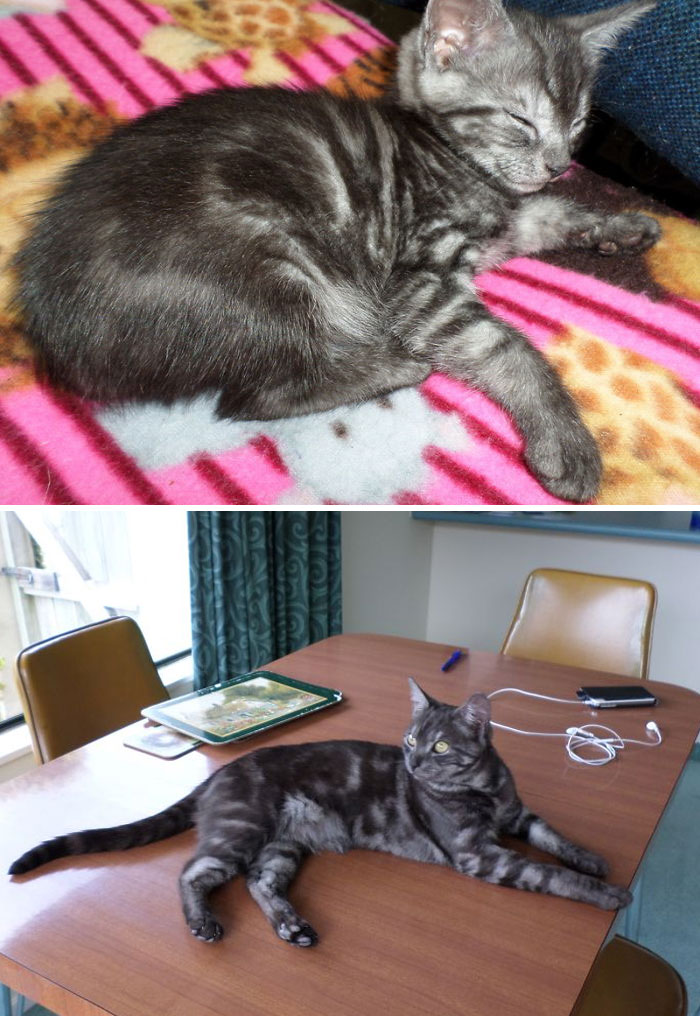 Share Then And Now Pictures Of Your Cat Growing Up