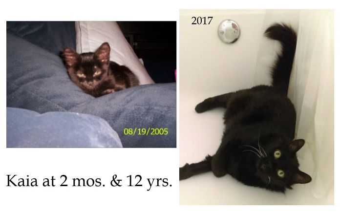 Share Then And Now Pictures Of Your Cat Growing Up