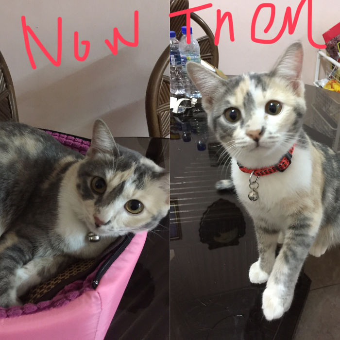 Share Then And Now Pictures Of Your Cat Growing Up