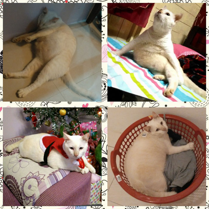 Share Then And Now Pictures Of Your Cat Growing Up