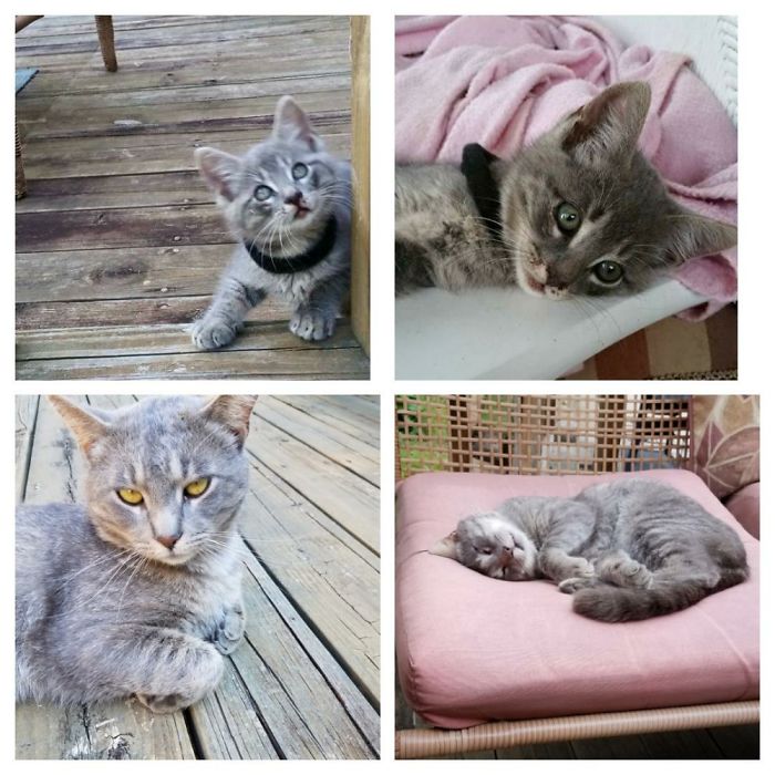 Share Then And Now Pictures Of Your Cat Growing Up