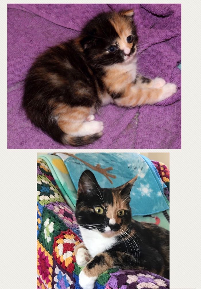 Share Then And Now Pictures Of Your Cat Growing Up