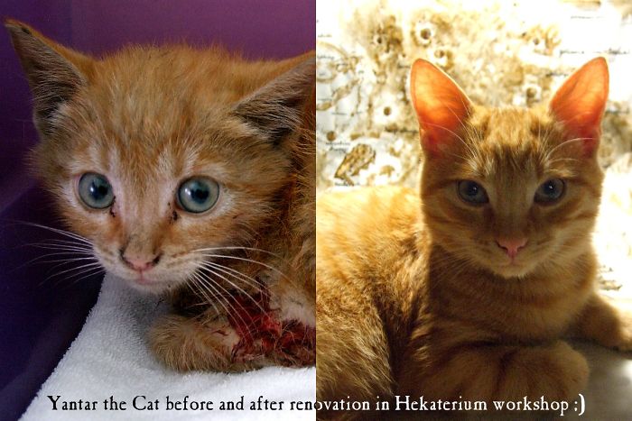 Share Then And Now Pictures Of Your Cat Growing Up