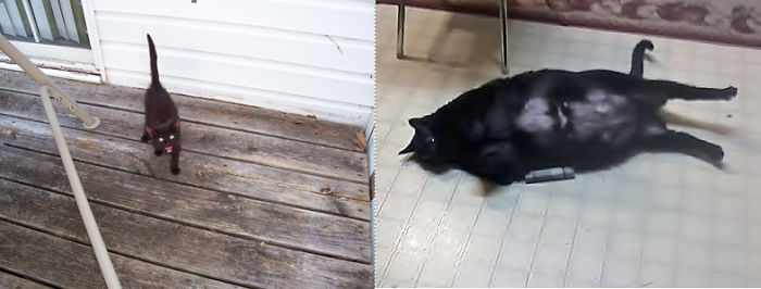 Share Then And Now Pictures Of Your Cat Growing Up