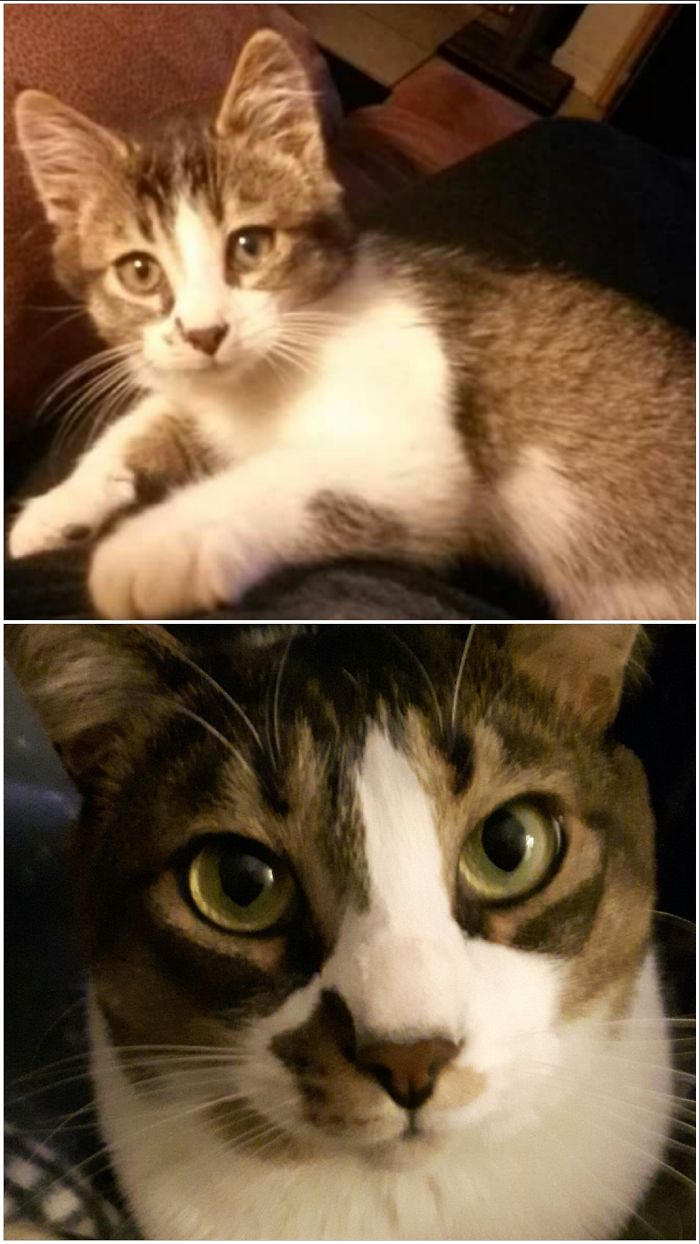 Share Then And Now Pictures Of Your Cat Growing Up