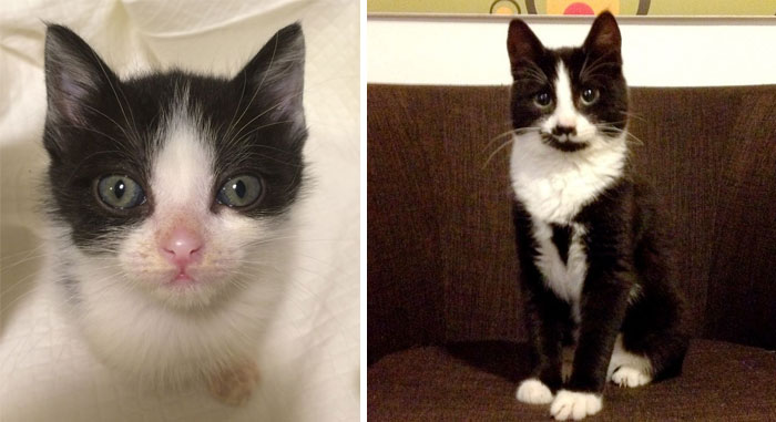Share Then And Now Pictures Of Your Cat Growing Up