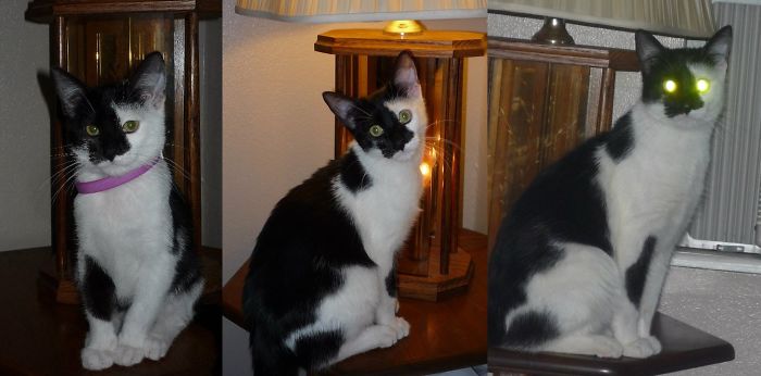 Share Then And Now Pictures Of Your Cat Growing Up