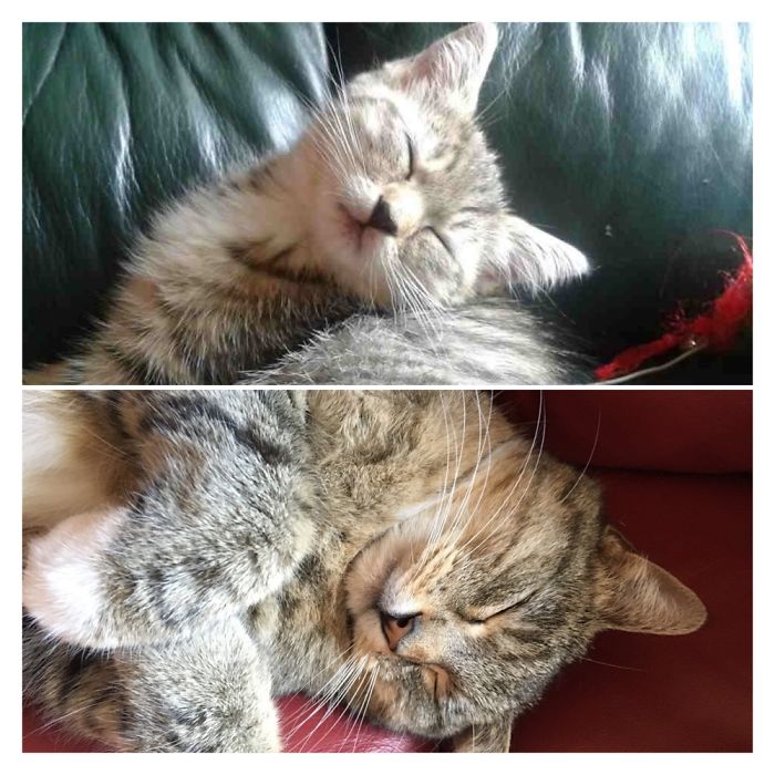 Share Then And Now Pictures Of Your Cat Growing Up