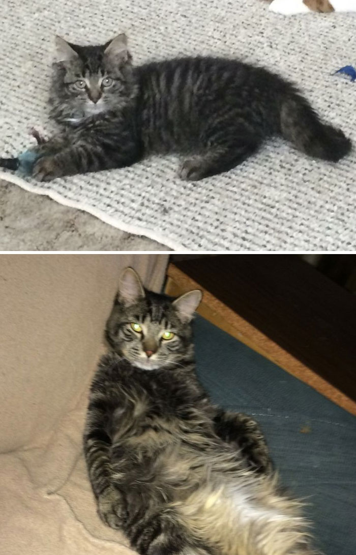 Share Then And Now Pictures Of Your Cat Growing Up