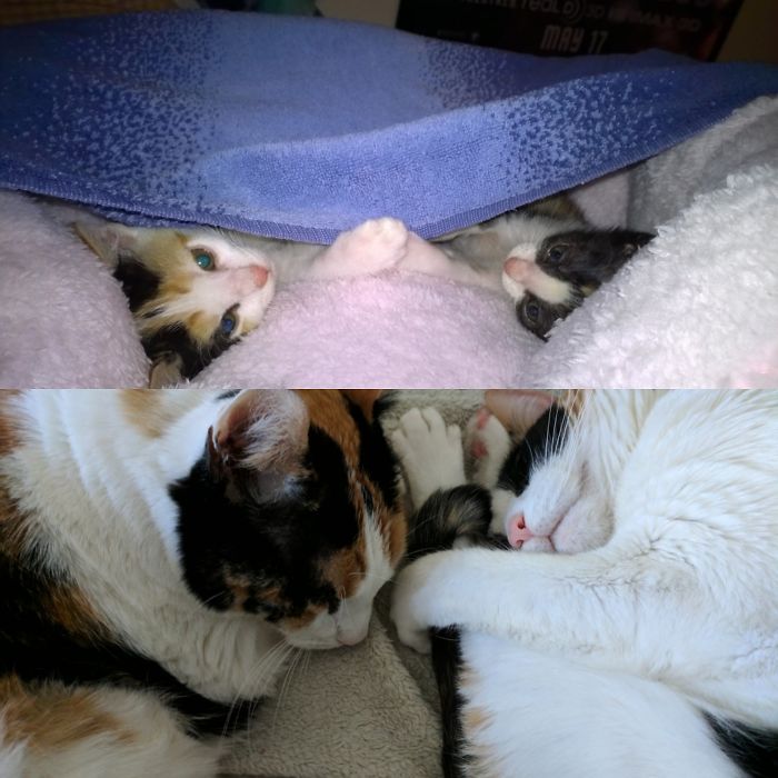 Share Then And Now Pictures Of Your Cat Growing Up