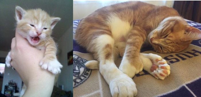 Share Then And Now Pictures Of Your Cat Growing Up