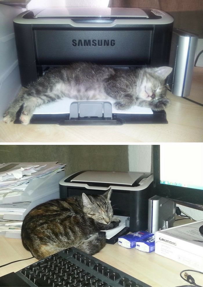 Share Then And Now Pictures Of Your Cat Growing Up