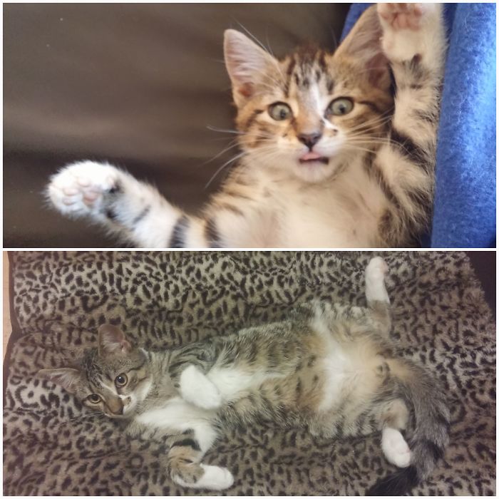 Share Then And Now Pictures Of Your Cat Growing Up