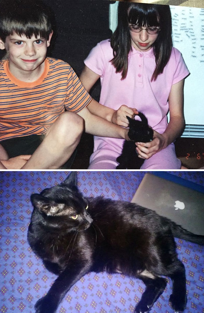 Share Then And Now Pictures Of Your Cat Growing Up
