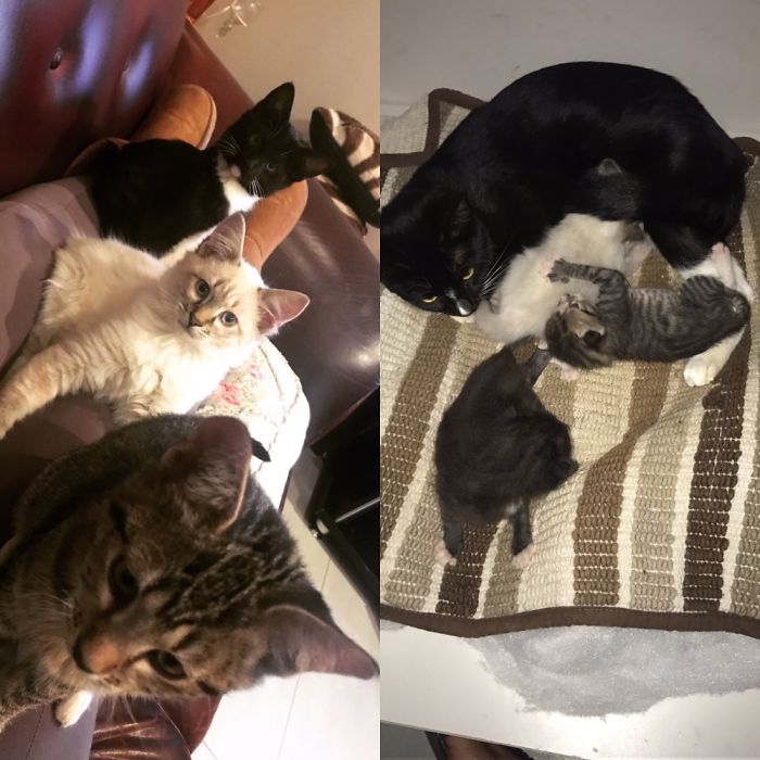 Share Then And Now Pictures Of Your Cat Growing Up