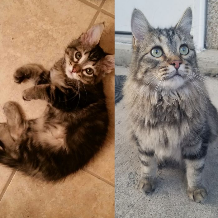 Share Then And Now Pictures Of Your Cat Growing Up