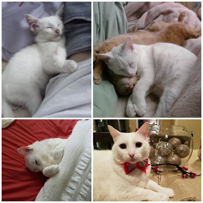 Share Then And Now Pictures Of Your Cat Growing Up