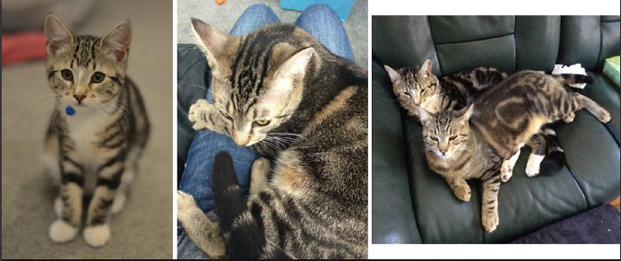 Share Then And Now Pictures Of Your Cat Growing Up