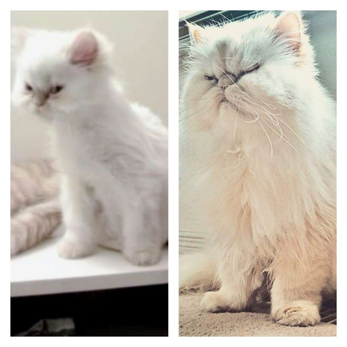 Share Then And Now Pictures Of Your Cat Growing Up