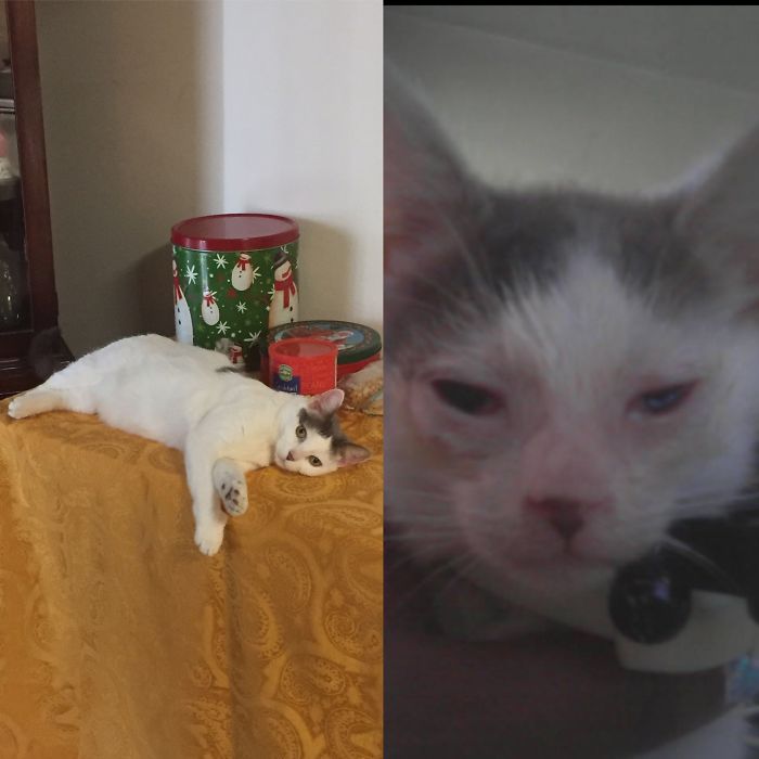 Share Then And Now Pictures Of Your Cat Growing Up