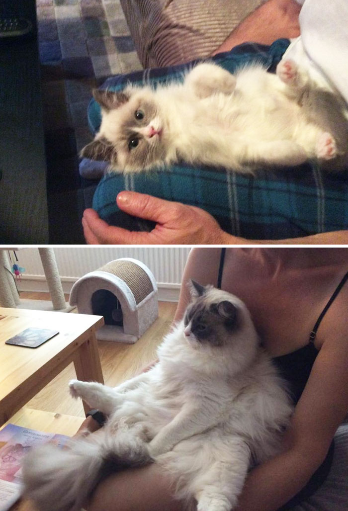 Share Then And Now Pictures Of Your Cat Growing Up