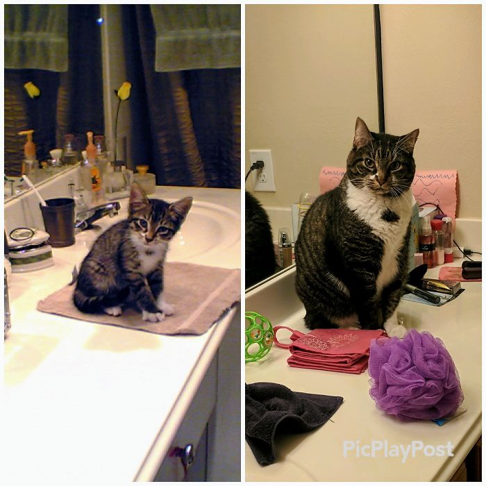 Share Then And Now Pictures Of Your Cat Growing Up