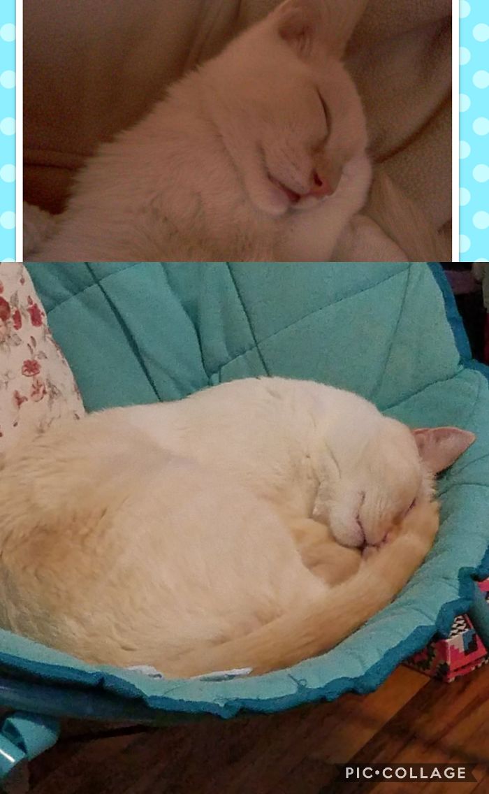 Share Then And Now Pictures Of Your Cat Growing Up