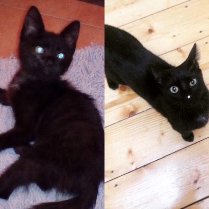 Share Then And Now Pictures Of Your Cat Growing Up