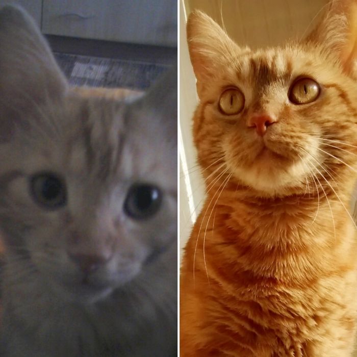 Share Then And Now Pictures Of Your Cat Growing Up