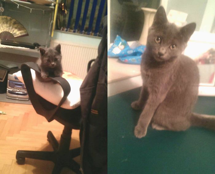 Share Then And Now Pictures Of Your Cat Growing Up