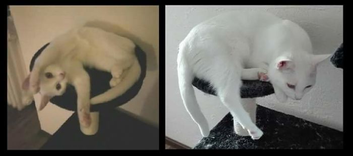 Share Then And Now Pictures Of Your Cat Growing Up
