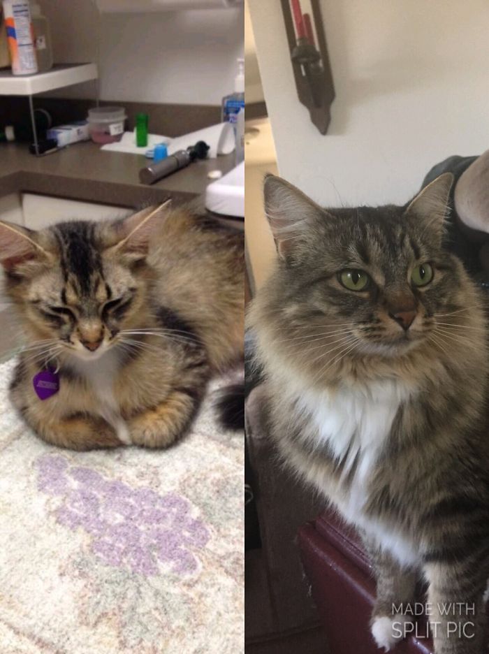 Share Then And Now Pictures Of Your Cat Growing Up