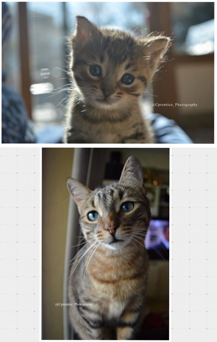 Share Then And Now Pictures Of Your Cat Growing Up