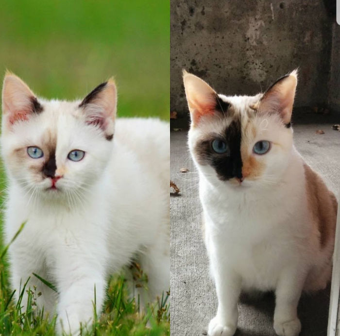 Share Then And Now Pictures Of Your Cat Growing Up